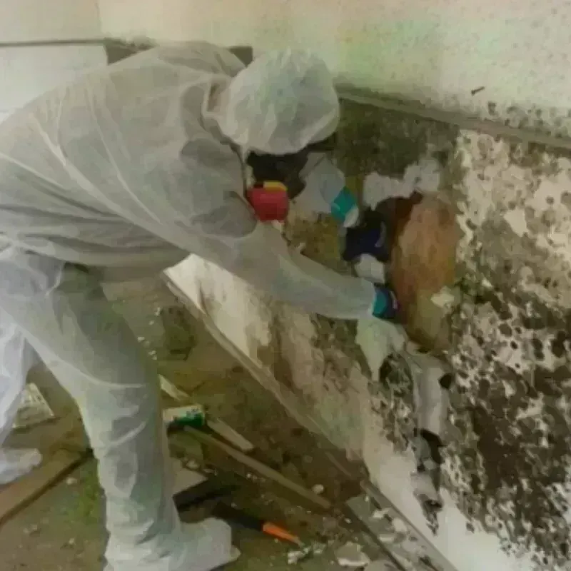 Mold Remediation and Removal in Temple, GA